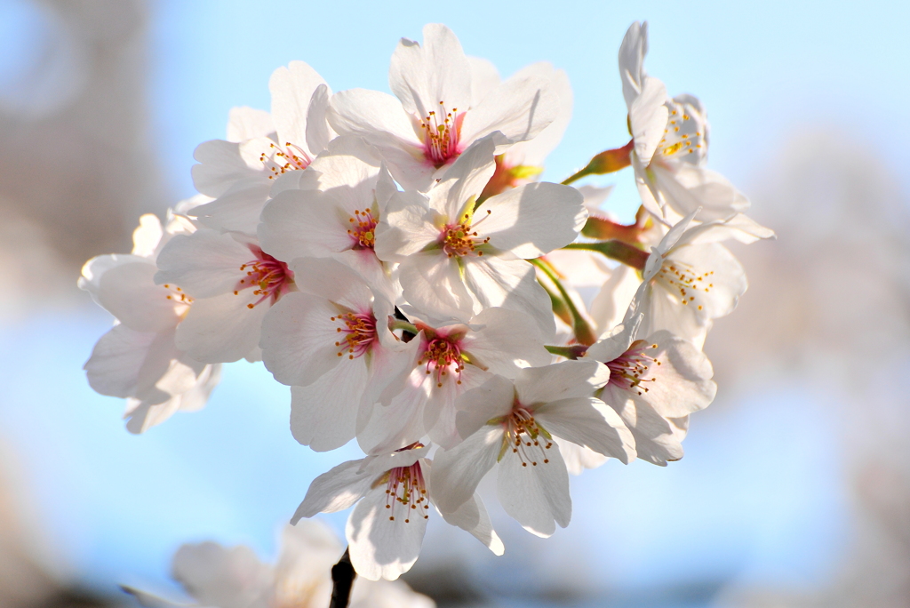 DSC_0481SAKURA