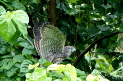 チョウゲンボウ　幼鳥　②