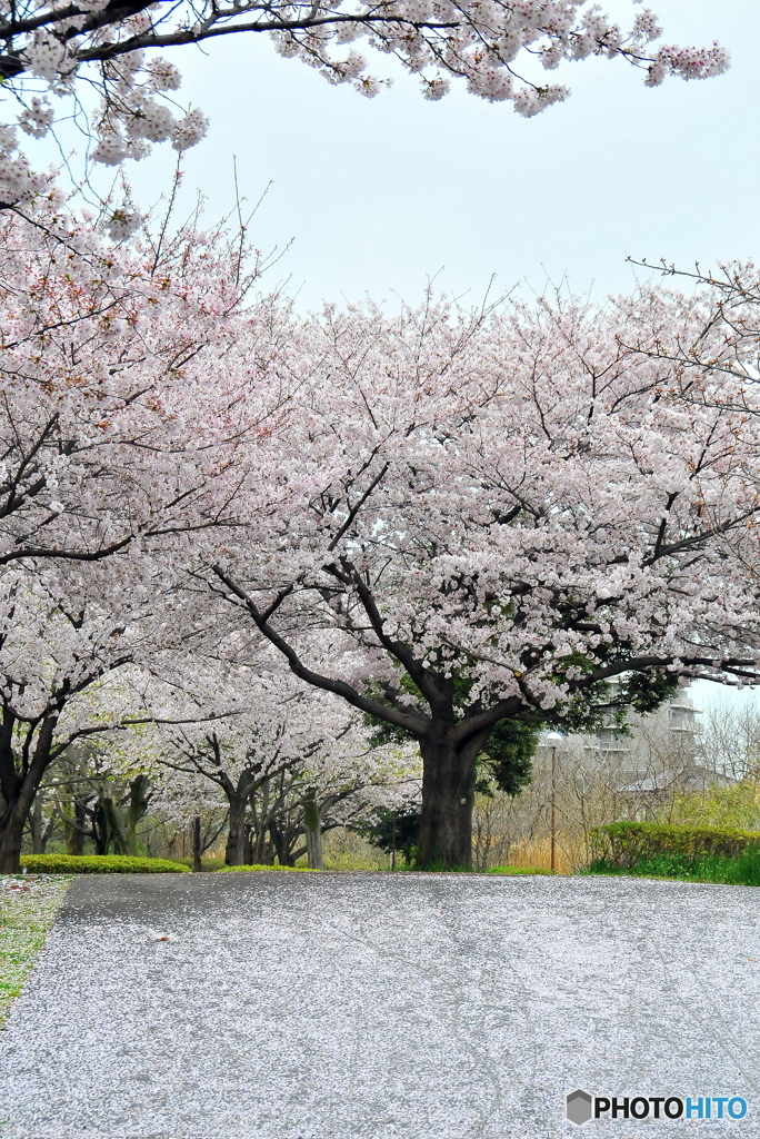 桜絨毯03