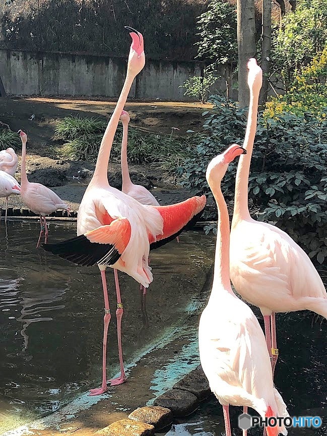Flamingo⑤