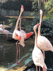 Flamingo⑤