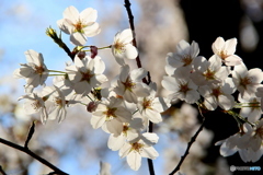 桜03