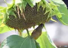 カワラヒワ食事