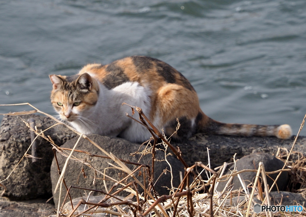 野猫(=^・^=)