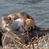 野猫(=^・^=)
