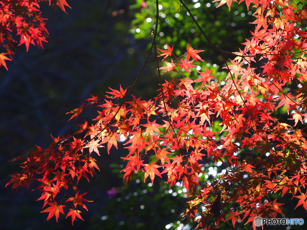 紅葉②