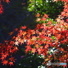 紅葉②