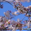 DSCF856
