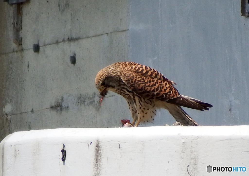 チョウゲンボウ　繫殖season⑦