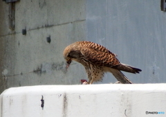 チョウゲンボウ　繫殖season⑦