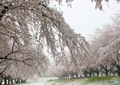 雪サクラ