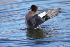 ヒドリガモ　羽ばたき