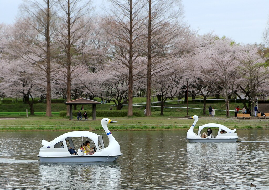 Swan
