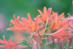 キツネのカミソリ