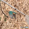 カワセミ④