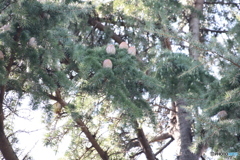 木のタマゴ③