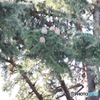 木のタマゴ③