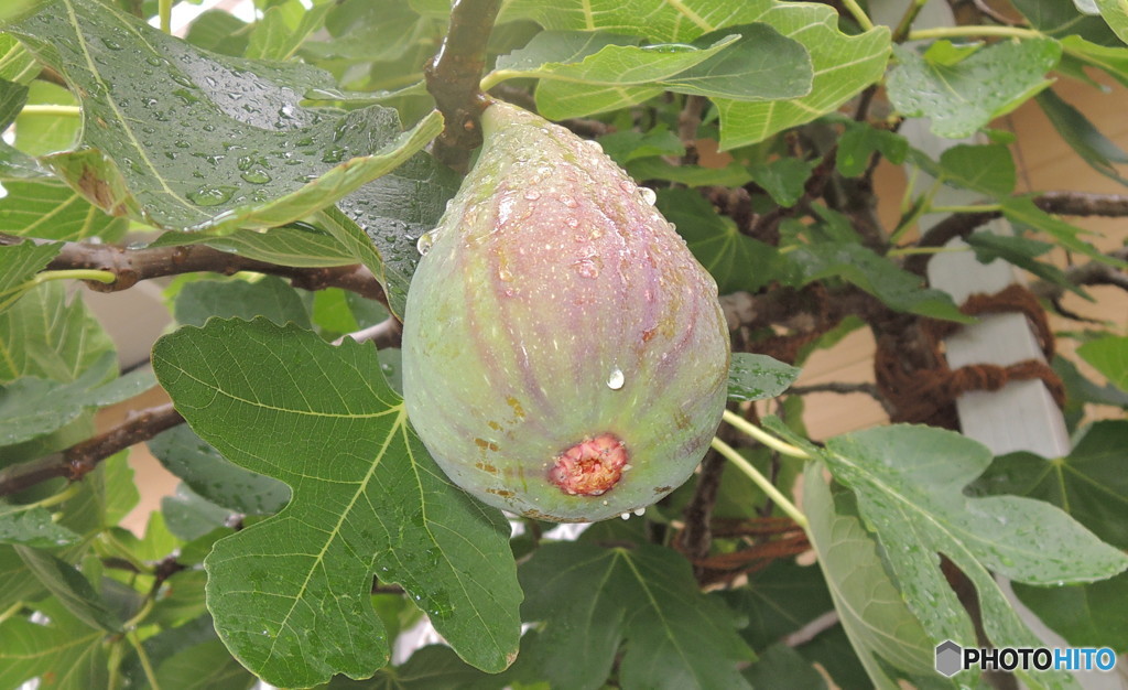 Itijiku01