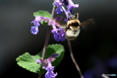 高山のミツバチ