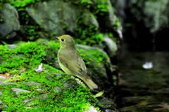 オオルリ雌