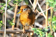 ガビチョウ