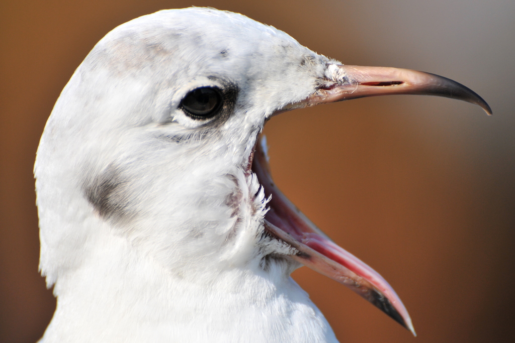 ユリカモメ　０３０