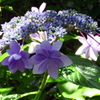 紫陽花　②