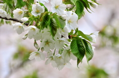 DSC_0471SAKURA