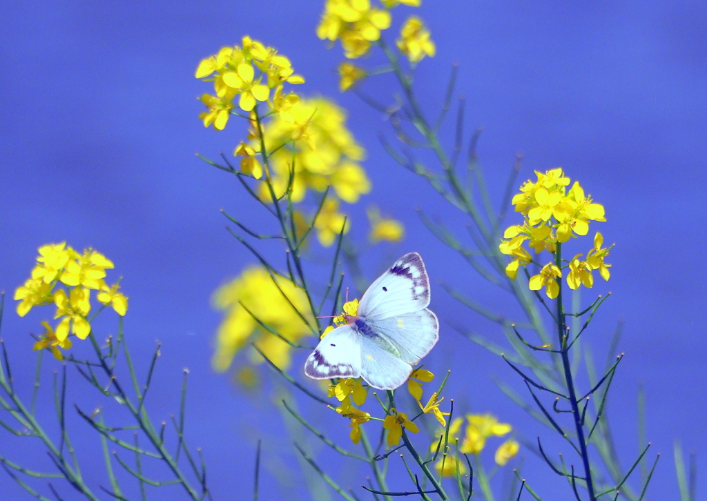 モンシロチョウと菜の花