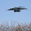 C-2と桜③