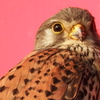 チョウゲンボウ　⑩