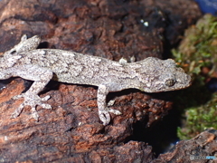 ニホンヤモリ　➀