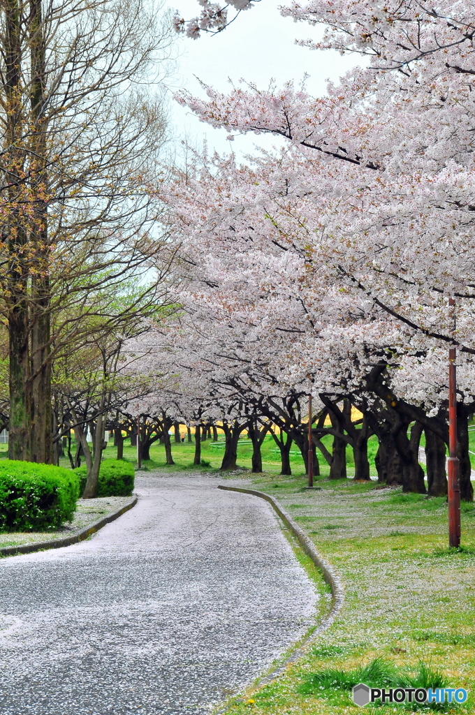 桜絨毯01