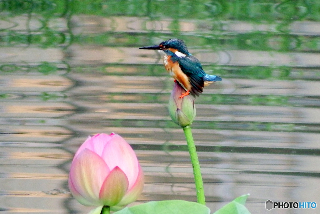 DSCF6883