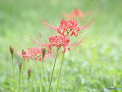 彼岸花始めました　③