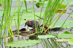カイツブリ③