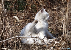 白猫②　(=^・^=)