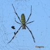 Spider　➀