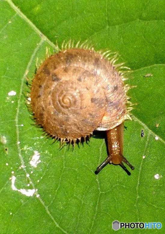 珍種　カタツムリ