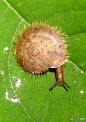珍種　カタツムリ