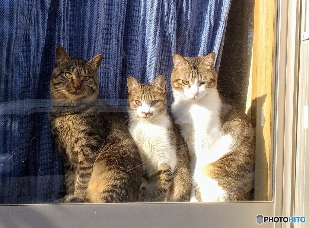 ニヤンコの日(=^_^=)