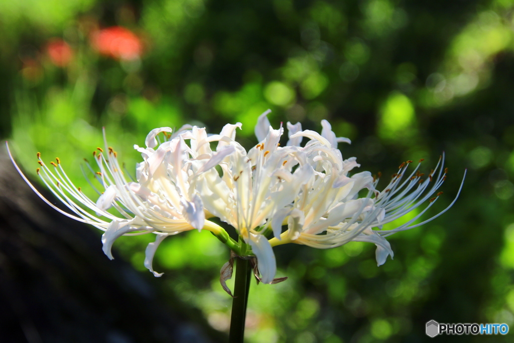 曼珠沙華　白