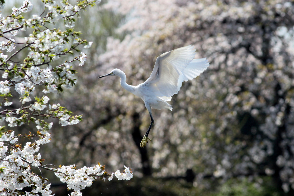 桜とコサギ