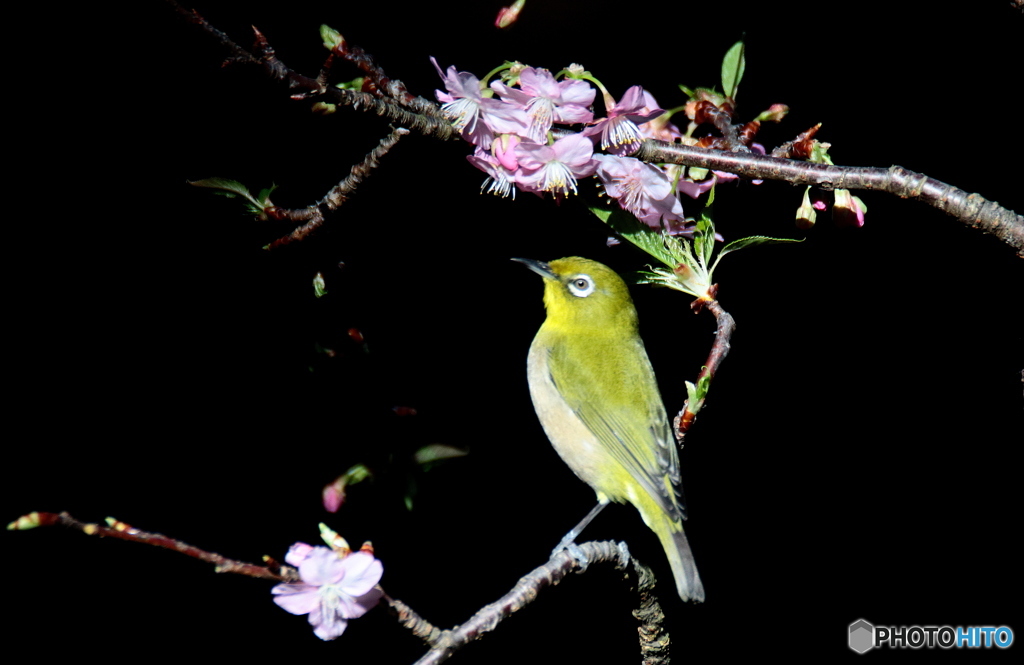 新　春