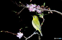 新　春