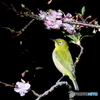 新　春