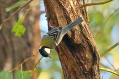 シジュウカラ