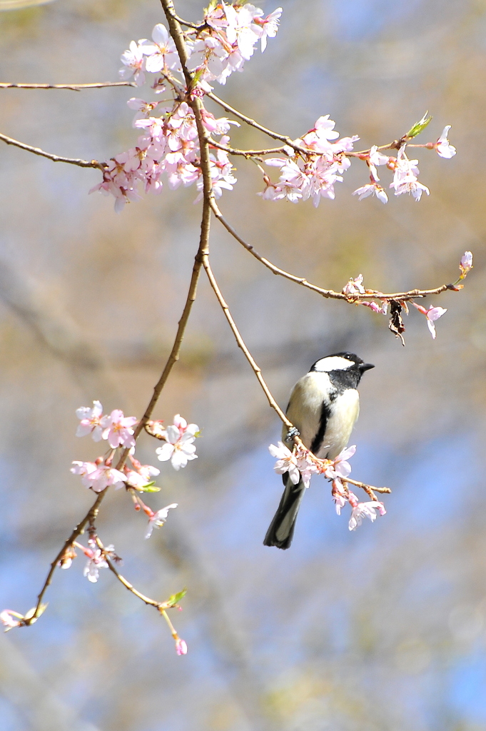 シジュウカラ