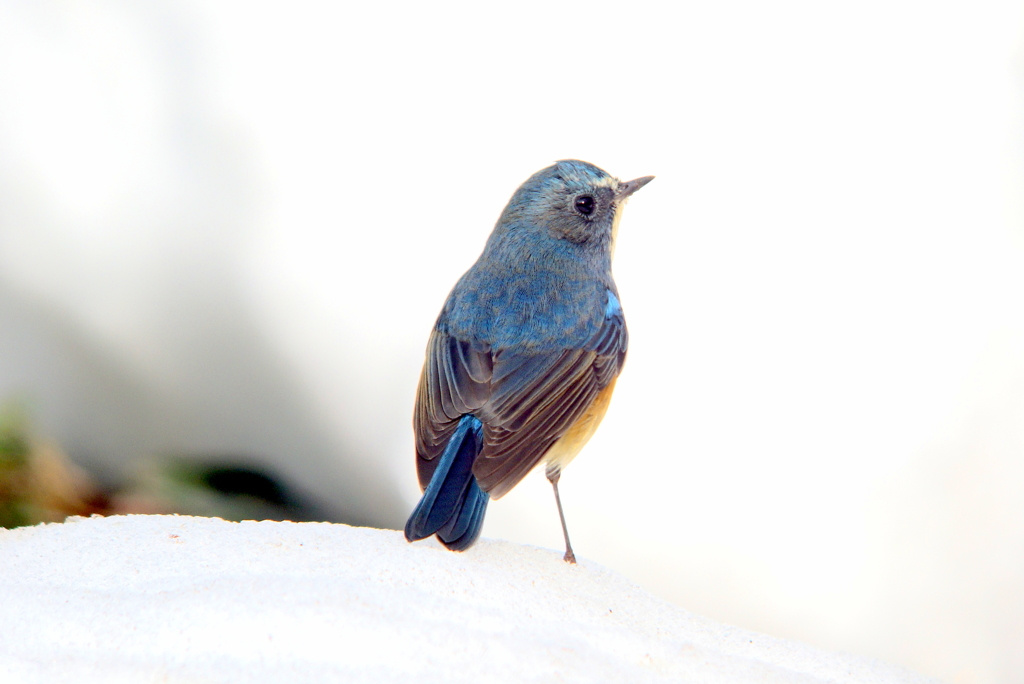 Snow031