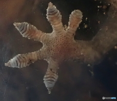 ニホンヤモリ　③